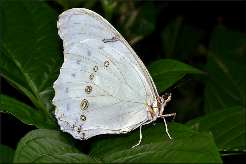 Morpho polyphemus White Morpho