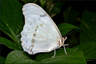 Morpho polyphemus White Morpho