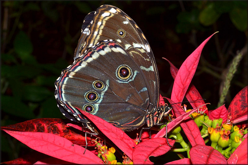 Morpho achilles Blue Banded Morpho