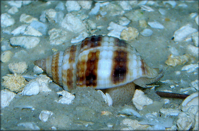 Cancellaria reticulata (Linnaeus, 1767) Living Specimen