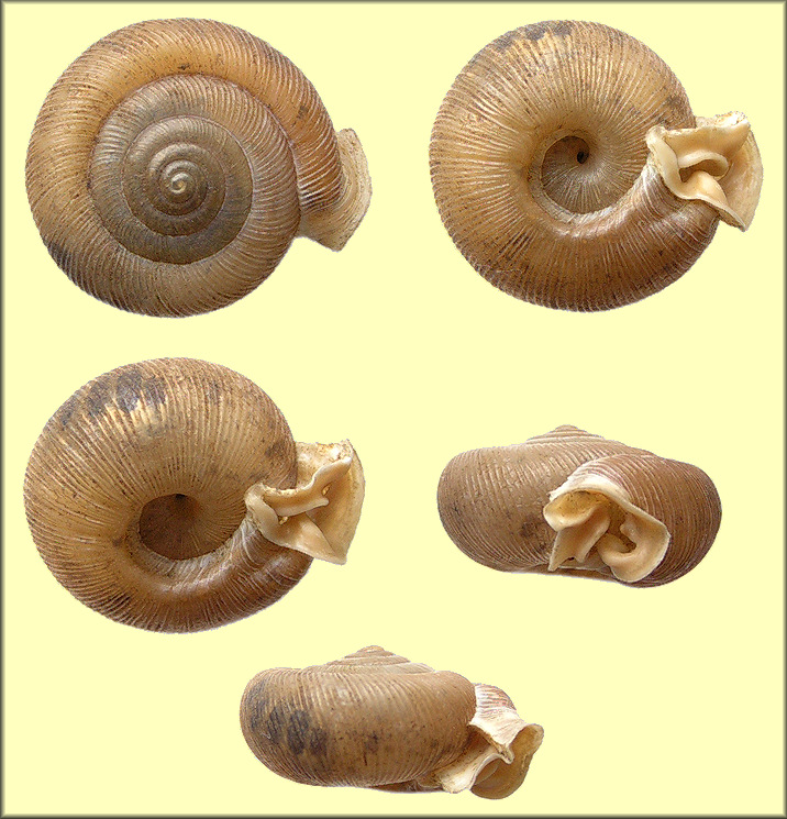 Daedalochila sp. aff. bicornuta (Pilsbry, 1900) Two-horn Liptooth Variant A - Levy County