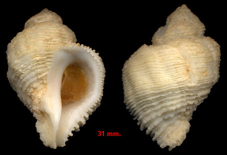 Coralliophila abbreviata (Lamarck, 1816)