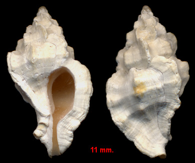 Dermomurex abyssicola (Crosse, 1865)