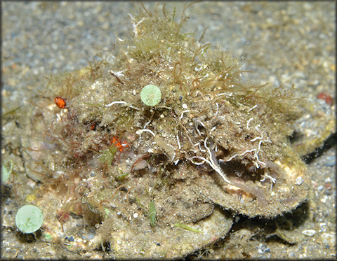 Xenophora conchyliophora (Born, 1780) American Carriersnail In Situ