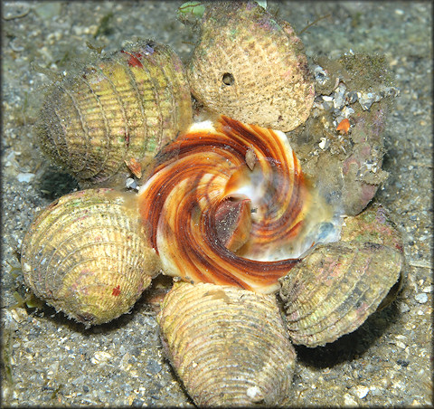 Xenophora conchyliophora (Born, 1780) American Carriersnail In Situ