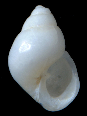 Odostomia acutidens Dall, 1884 Sharp-tooth Odostome