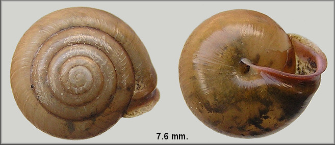 Praticolella mobiliana (I. Lea, 1841) Choctaw Scrubsnail