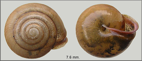 Praticolella mobiliana (I. Lea, 1841) Choctaw Scrubsnail