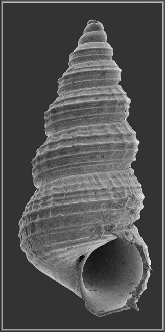 Finella sp. aff. adamsi (Dall, 1889) cf. Adams' Cerith