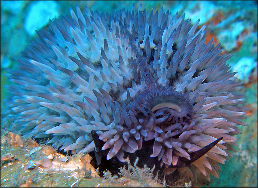 Macrocypraea cervus (Linn, 1771) Atlantic Deer Cowrie