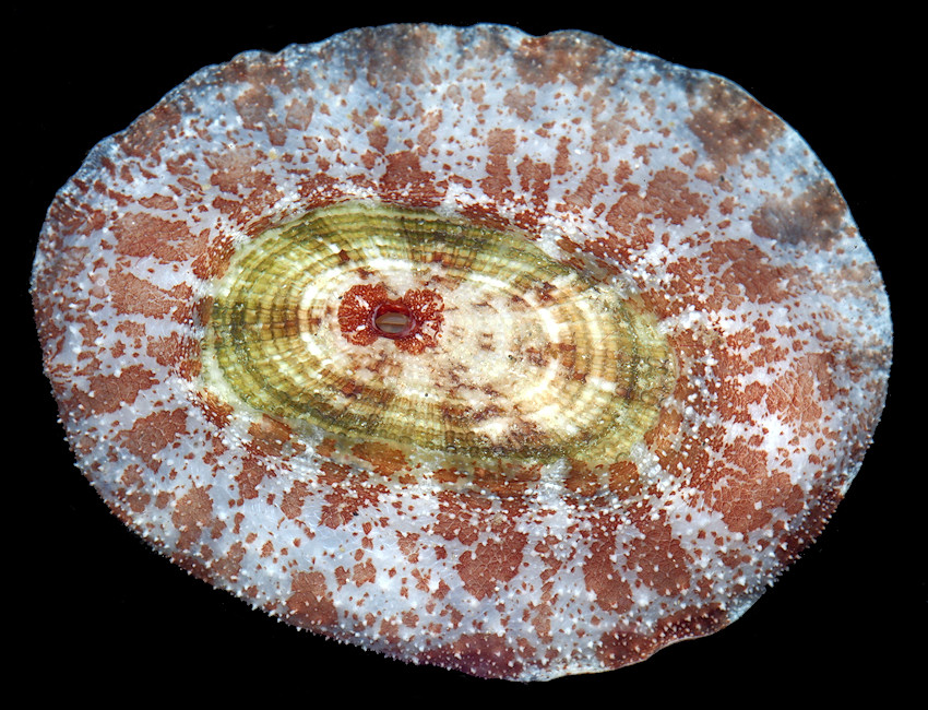 Lucapina aegis (Reeve, 1850) Shield Fleshy Limpet 