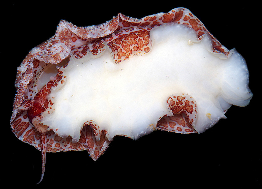 Lucapina aegis (Reeve, 1850) Shield Fleshy Limpet 