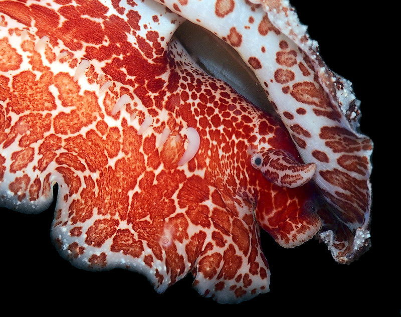 Lucapina aegis (Reeve, 1850) Shield Fleshy Limpet 