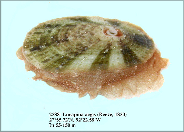 Lucapina aegis (Reeve, 1850)