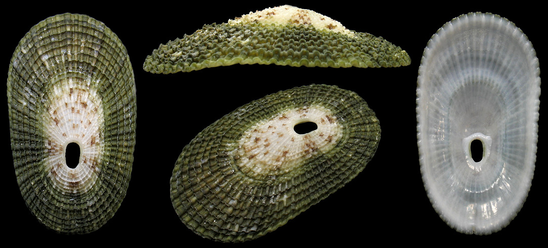 Lucapina aegis (Reeve, 1850) Shield Fleshy Limpet