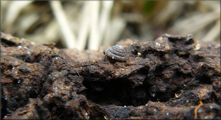 Strobilops aeneus Pilsbry, 1926 Bronze Pinecone In Situ