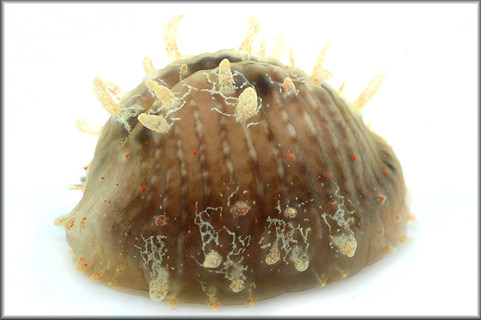 Pusula costispunctata (G. B. Sowerby II, 1870)