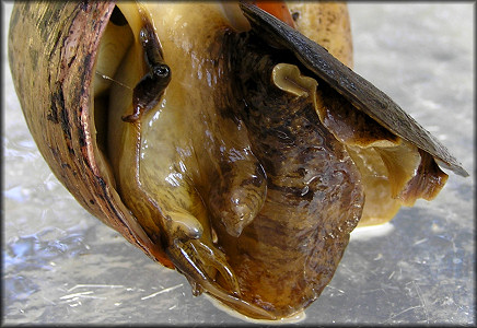 Live Pomacea maculata from Cunningham Creek (9/30/2006)