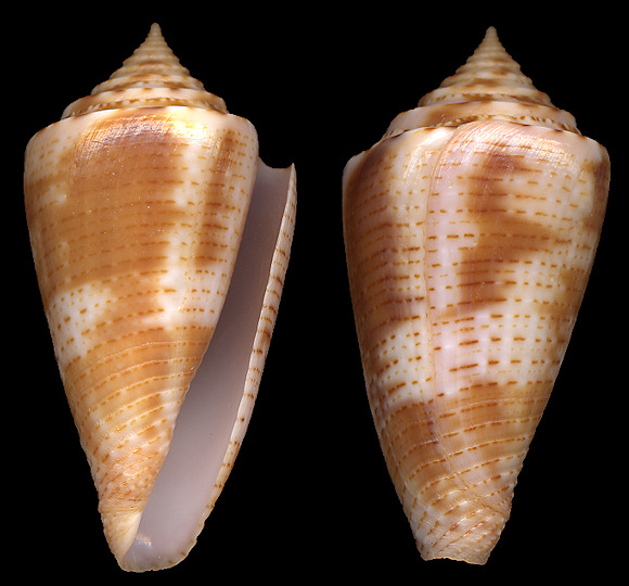 Conus mindanus Hwass in Bruguire, 1792