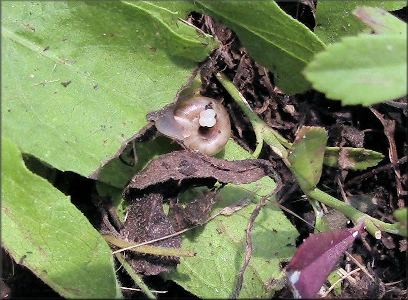 Polygyra cereolus (Mhlfeld, 1816) Southern Flatcoil With Eggs