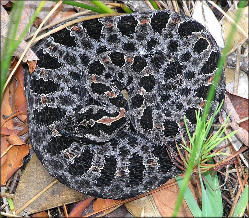 Dusky Pygmy Rattlesnake [Sistrurus miliarius barbouri]