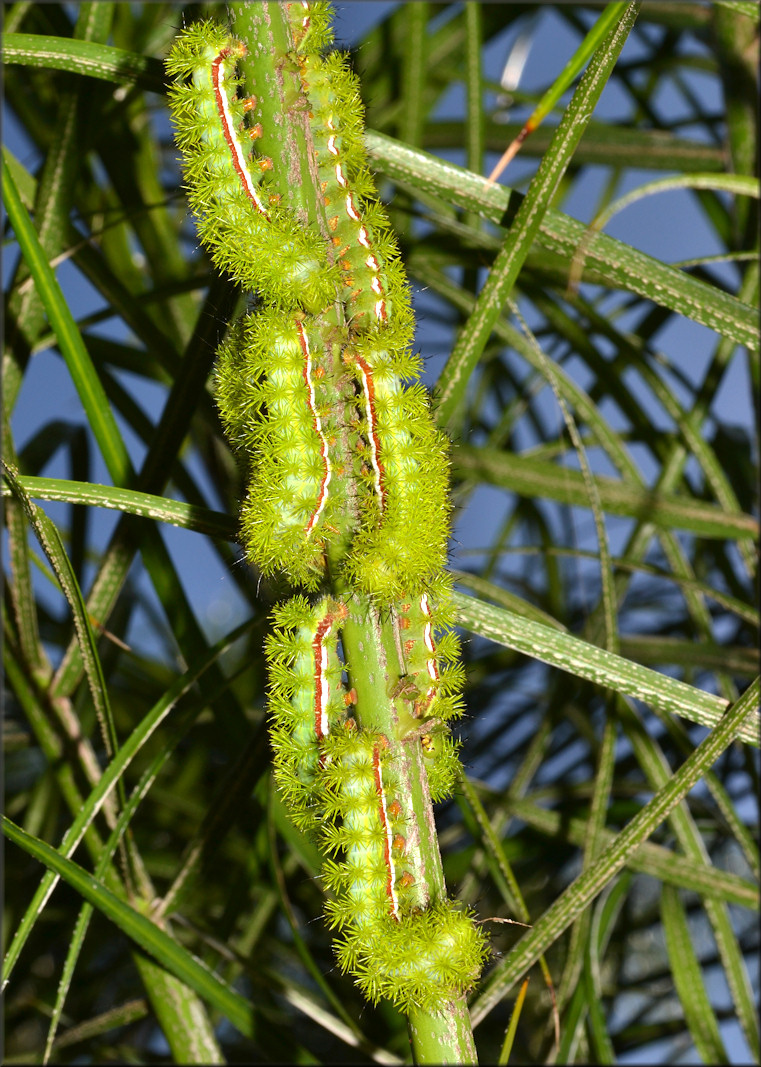  Io Moth [Automeris io] Caterpillars