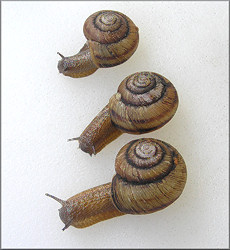 Anguispira kochi (L. Pfeiffer, 1846) Banded Tigersnail