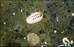 Stenosemus albus (Linnaeus, 1767) Northern White Chiton