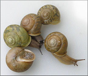 Neohelix alleni (Sampson, 1883) Western Whitelip