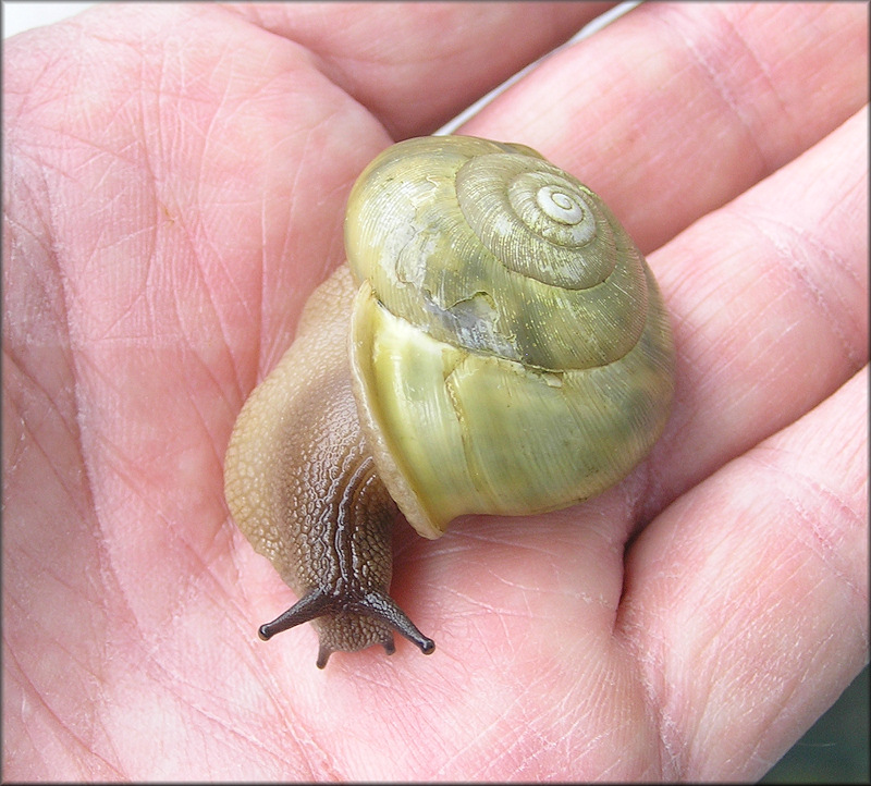 Neohelix alleni (Sampson, 1883) Western Whitelip