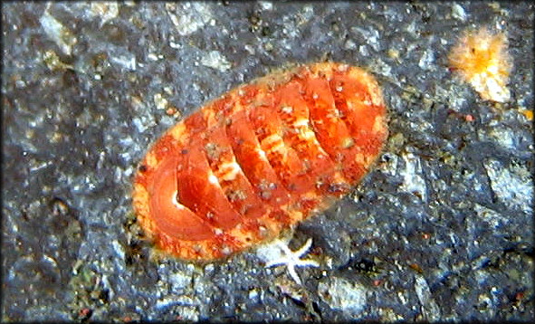 Tripoplax allyni (Ferreira, 1977)