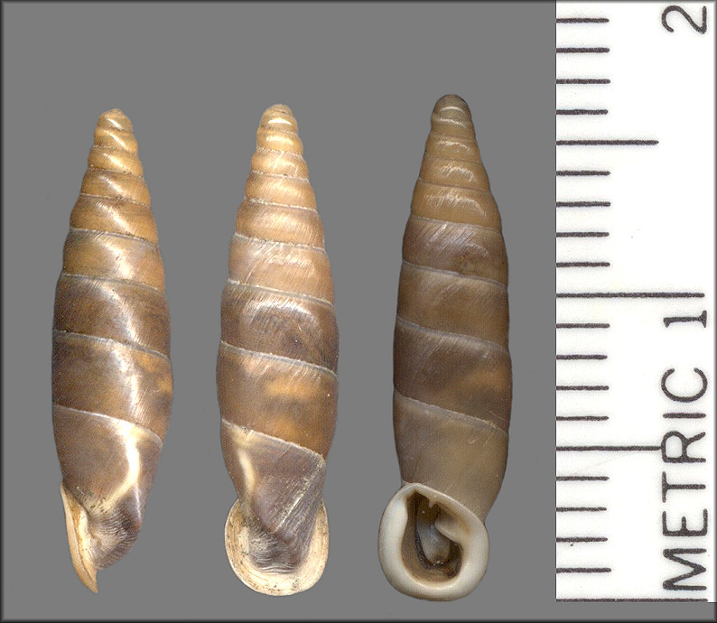 Albinaria (Isabellaria) lophauchena (Sturany, 1894)