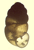 Vertigo gouldii coloradensis (Cockerell, 1891) (1.97 mm.)