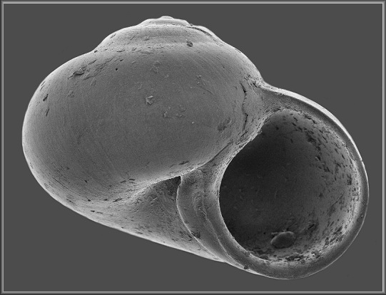 Teinostoma altum Pilsbry in Olsson and Harbison, 1953 High-spired Vitrinella