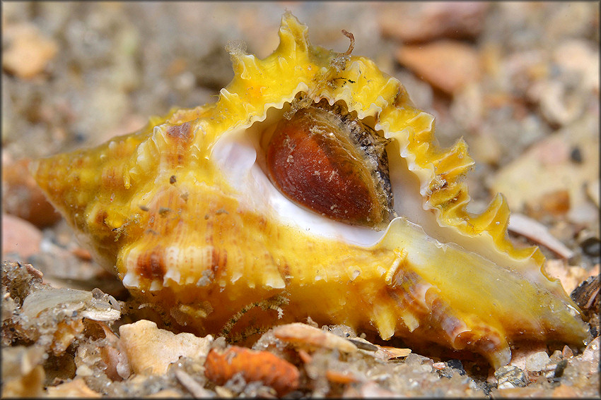 Hexaplex fulvescens (G. B. Sowerby II, 1834) Giant Eastern Murex Juvenile