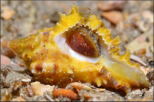 Hexaplex fulvescens (G. B. Sowerby II, 1834) Giant Eastern Murex Juvenile