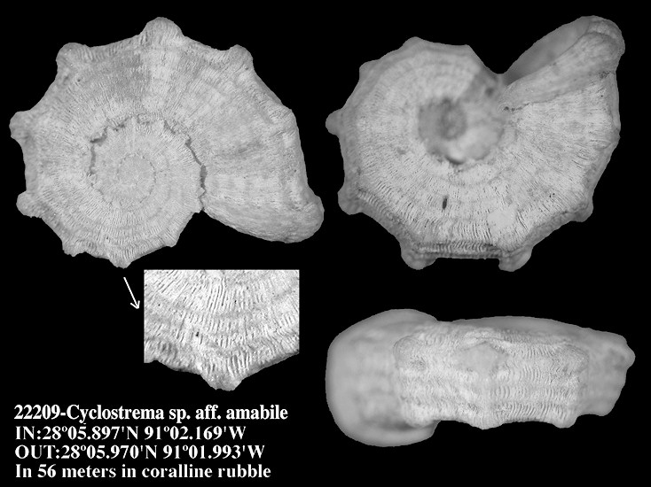 Cyclostrema sp. aff. amabile (Say, 1934)