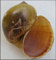 Pomacea cf. canaliculata (Lamarck, 1822) Brasil