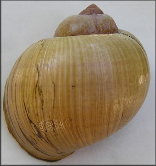 Pomacea cf. canaliculata (Lamarck, 1822) Brasil