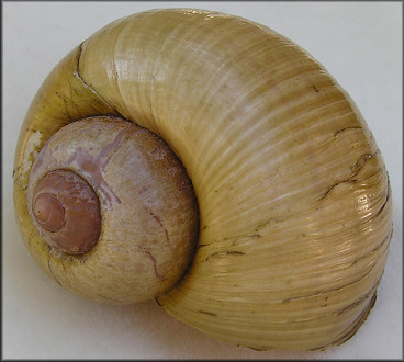 Pomacea cf. canaliculata (Lamarck, 1822) Brasil