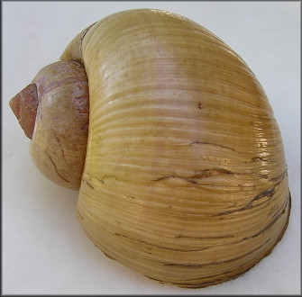 Pomacea cf. canaliculata (Lamarck, 1822) Brasil
