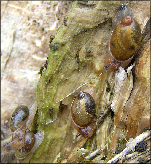 Succinea unicolor Tryon, 1866 Squatty Ambersnail In Situ