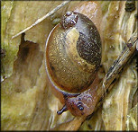 Succinea unicolor Tryon, 1866 - Squatty Ambersnail