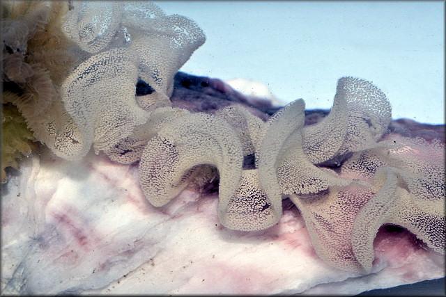 Doris verrucosa Linnaeus 1758 Sponge Slug With Eggs