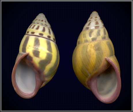 Dextral Amphidromus latestrigatus Schepman, 1892 