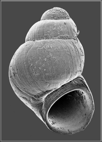 Amphithalamus albus Roln, 1991 White Barleysnail