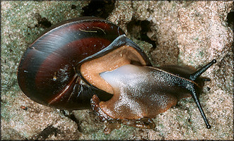 Caracolus marginella (Gmelin, 1791) Banded Caracol