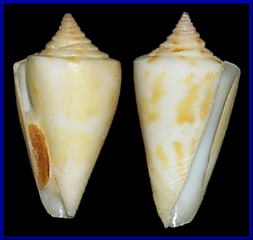 Conus anabathrum Crosse, 1865 