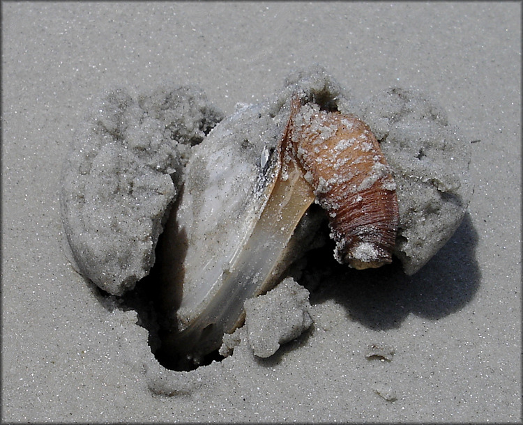 Anatina anatina (Spengler, 1802) Smooth Duckclam Living Specimen