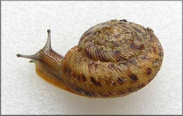 Anguispira strongylodes (L. Pfeiffer, 1854) Southeastern Tigersnail